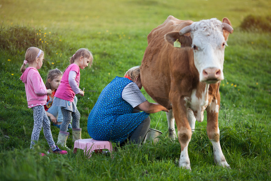 Dojenie krowy – kurs dla początkujących » Kowalowe Wzgórze - agroturystyka  dla rodzin z dziećmi